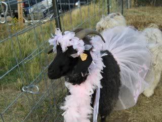 Newer kid pics - Goats