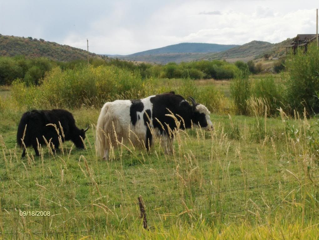 The First Day of Nine Months of Winter Pics - Goats