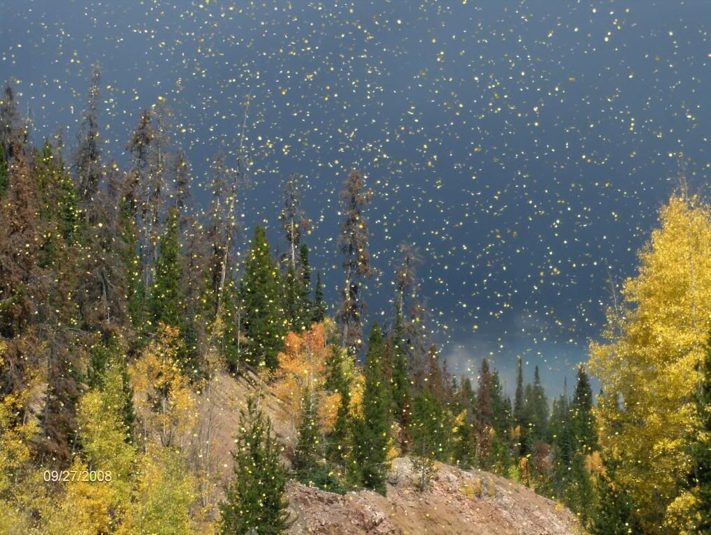 The First Day of Nine Months of Winter Pics - Goats