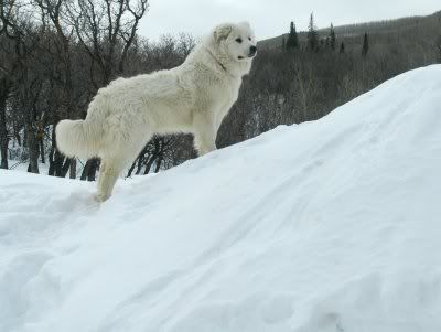 The First Day of Nine Months of Winter Pics - Goats