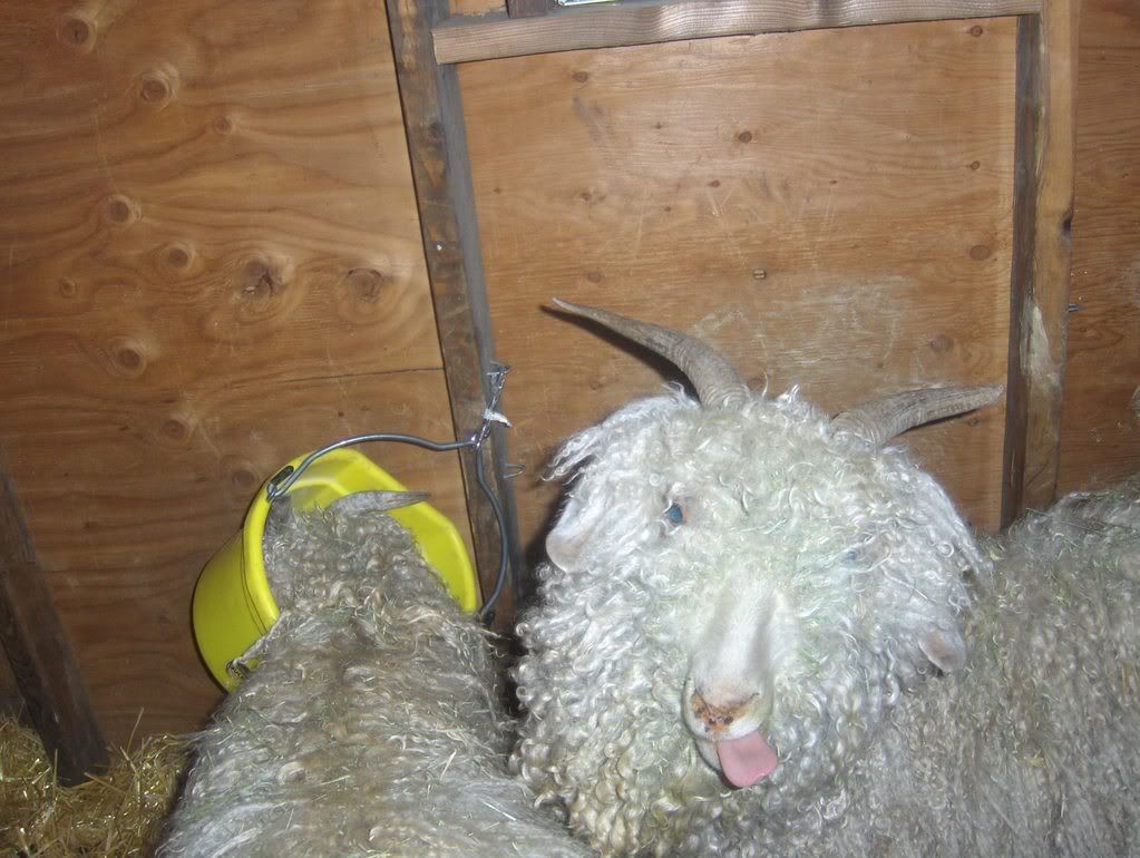 What do you think about my goat....? - Goats