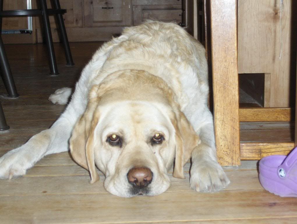 The First Day of Nine Months of Winter Pics - Goats