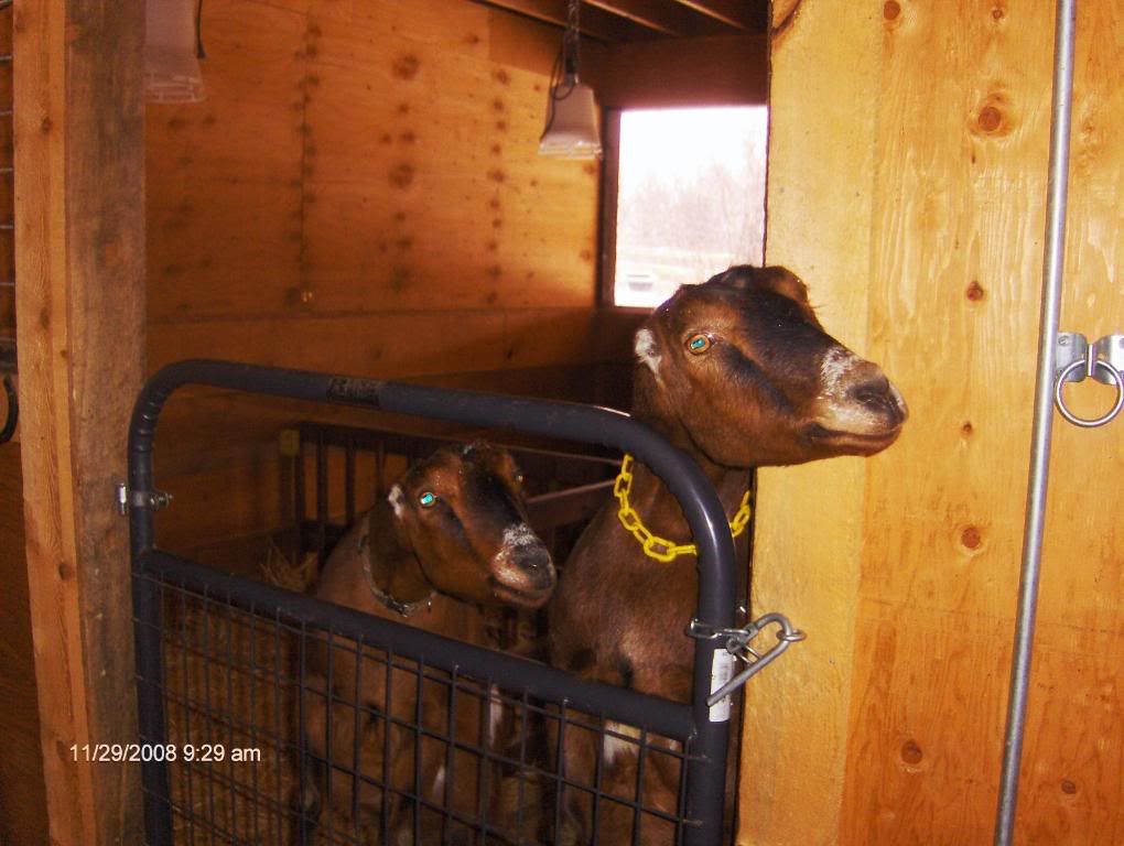 The First Day of Nine Months of Winter Pics - Goats