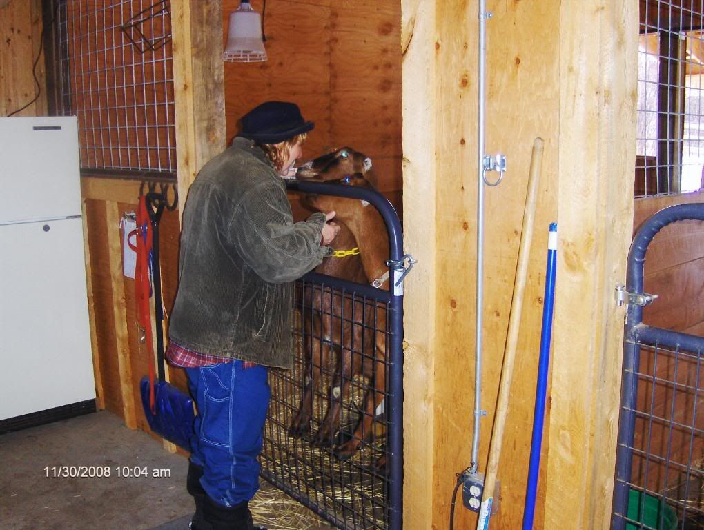 The First Day of Nine Months of Winter Pics - Goats