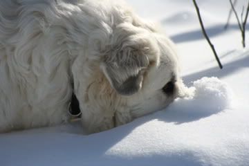 The First Day of Nine Months of Winter Pics - Goats