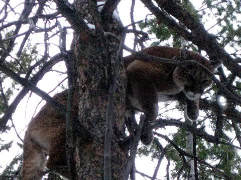 More Neighbors - Goats