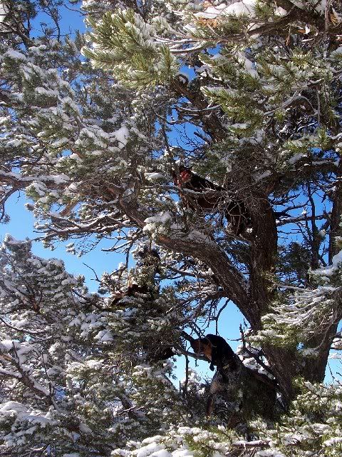 More Neighbors - Goats