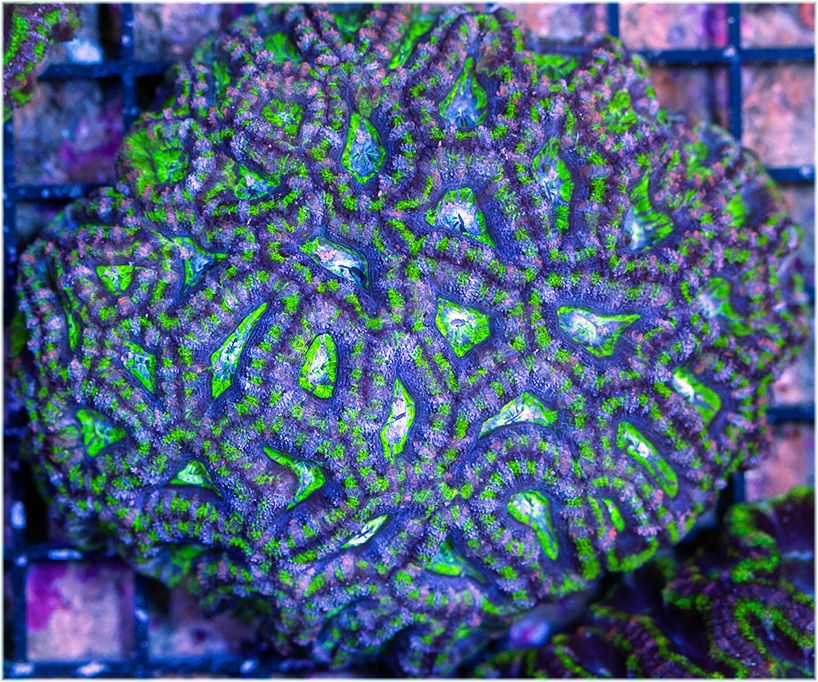 BlueRingSpecialLordColony5Inches-RetailP