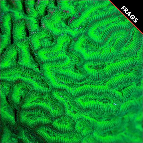 aussie-metallic-green-maze-12-per-frag-5