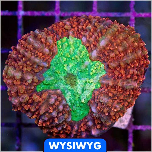 neon-hearts-symphyllia-RetailPrice75SALE