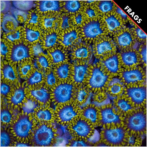asd-blue-organisms-zoas-75-inch_zpsf3c0e