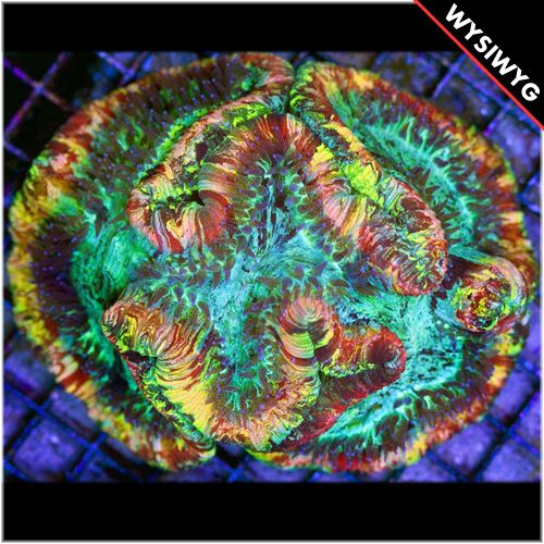 uca-ultra-rainbow-trachy-1500-500x500_zp