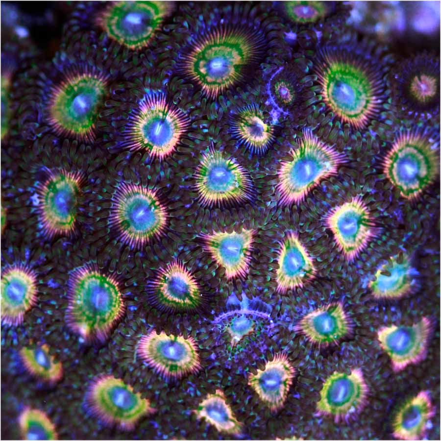 RainbowCosmosPalys-RetailPrice30perpolyp