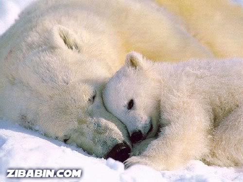 Polar Bear Mom 02