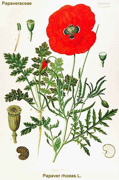 The Flanders Field Poppy The Flanders Field Poppy