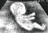 DrivingFetus-1.gif image by rdrhoades