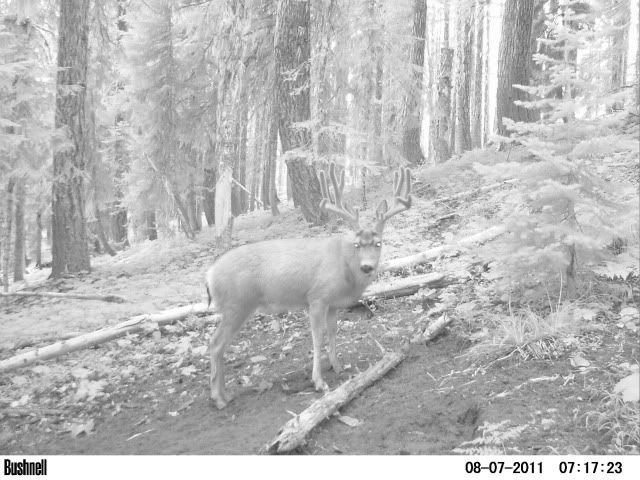 2011 Official Trail Cam Thread - Page 12