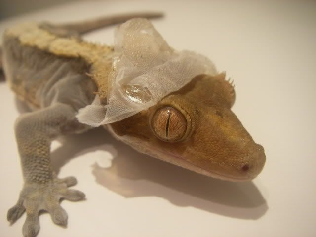 Gecko shedding