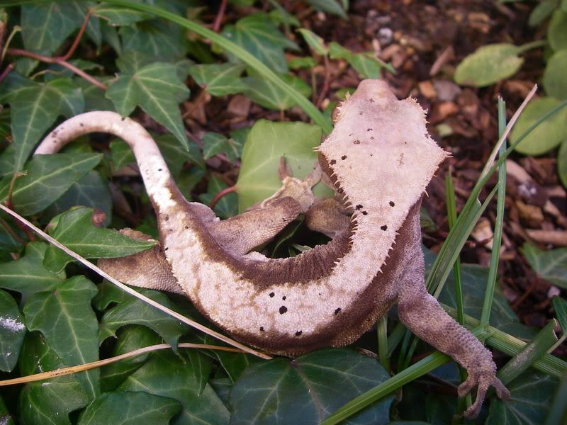 Crested Gecko Morph Breeders Page 2 Reptile Forums,Melt Chocolate Machine