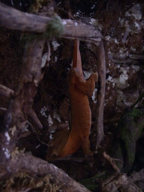 Gecko hanging