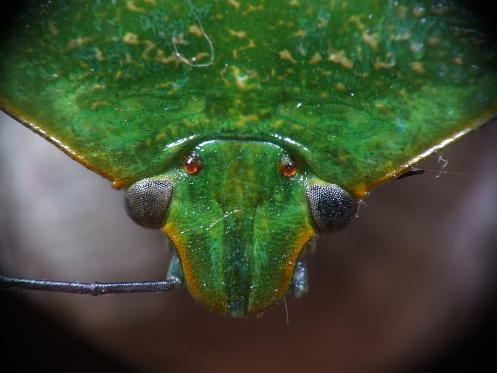Stinkbug