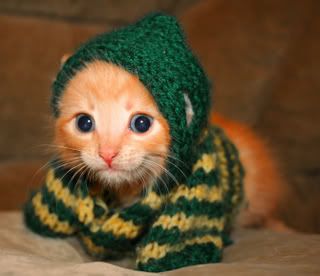 knitted kitteh Pictures, Images and Photos