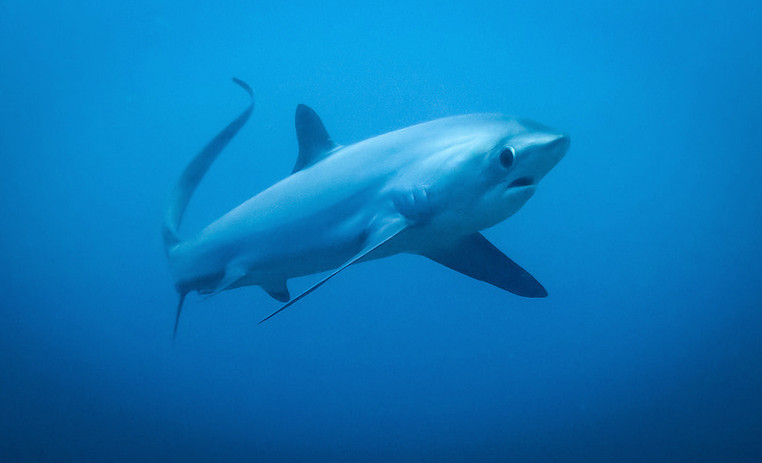 Malapascua Diving
