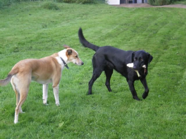 IMGP0432-1.jpg Dogs Playing image by samcolson4