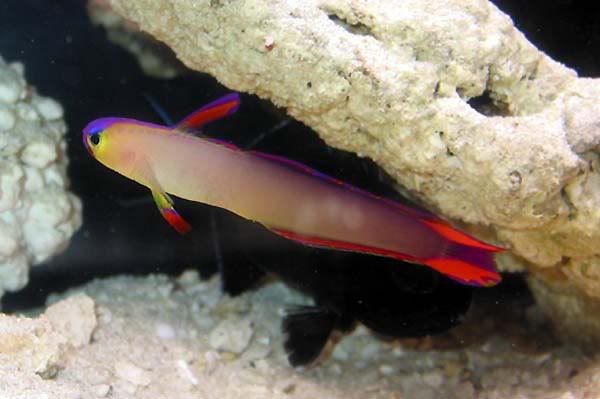 purplefirefish.jpg