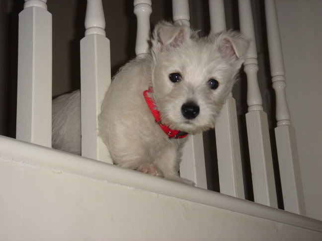 Enzoonthestairs-1.jpg