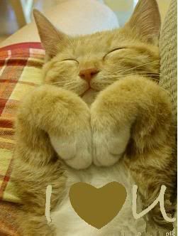 i love you cat Pictures, Images and Photos