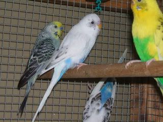 birdsandthings033.jpg