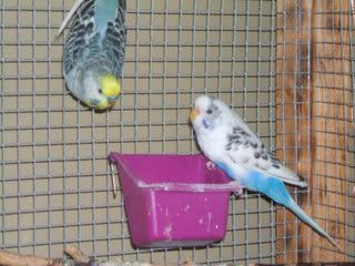 birdsandthings034.jpg