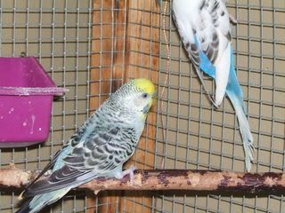 birdsandthings040.jpg