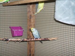 birdsandthings042.jpg