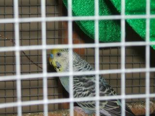 budgies2013.jpg