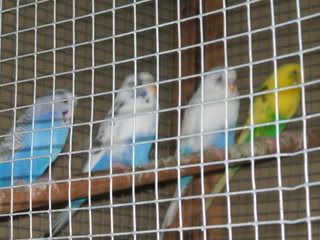 budgies2017.jpg