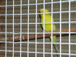 budgies2018.jpg