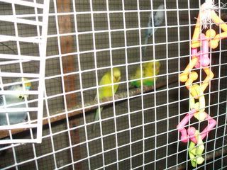 lucyandbudgies009.jpg