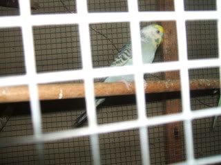lucyandbudgies010.jpg
