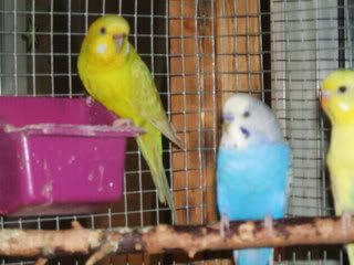 morebudgies007.jpg