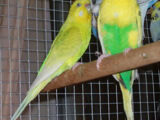 morebudgies015.jpg