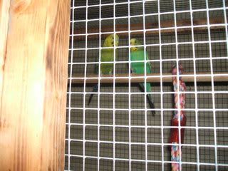 tielsbudgiesandpuppys028.jpg