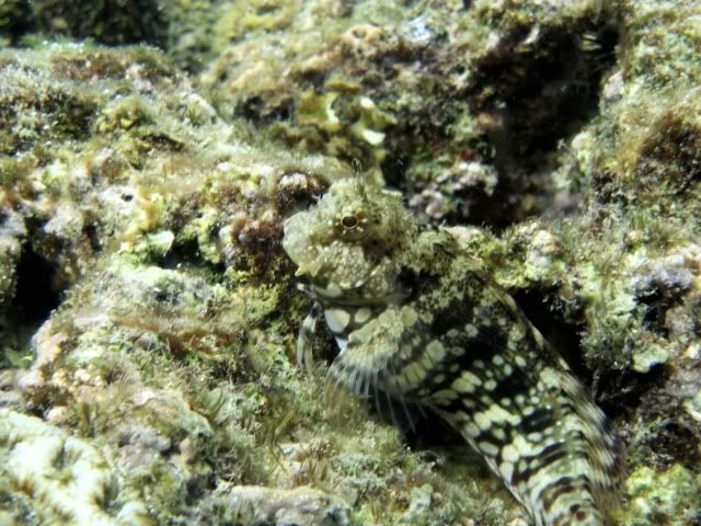 DSCN0371.jpg