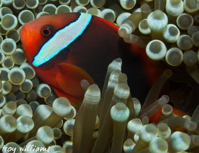 MaedaAnemoneFish2.jpg