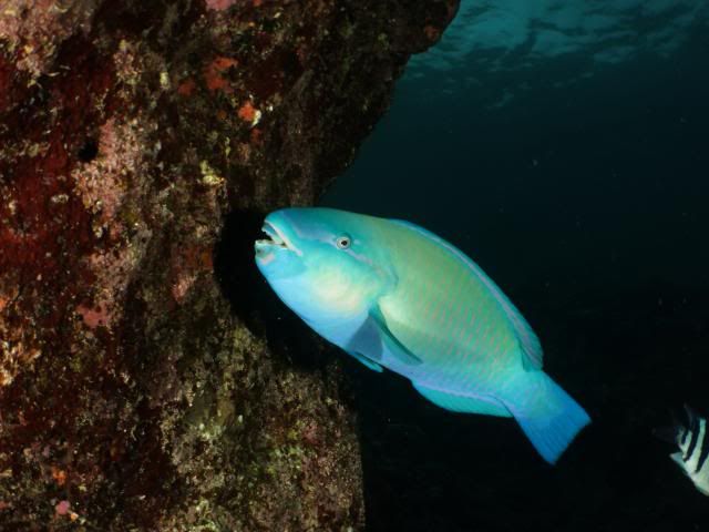 Parrot2_zps49c93c4b.jpg