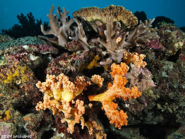 SUnabeCorals2.jpg