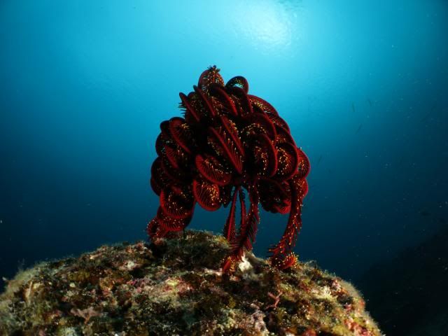 StandingCrinoid_zpsdc29b7ab.jpg