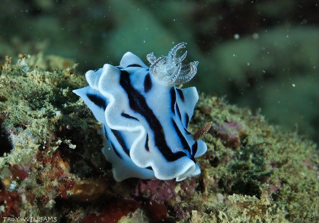 SunabeChromodoris.jpg