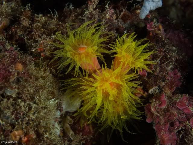 SunabeNightPolyps2copy.jpg